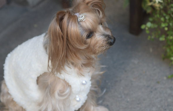 CLUB66　光が丘　カフェ　ドッグカフェ　ソーイング教室　犬服　お揃い服　練馬区　板橋区　東京　犬服教室 洋裁教室　ソーイングルーム　家具 犬服教室練馬区　犬服教室板橋区 ミシン　ソーイング教室